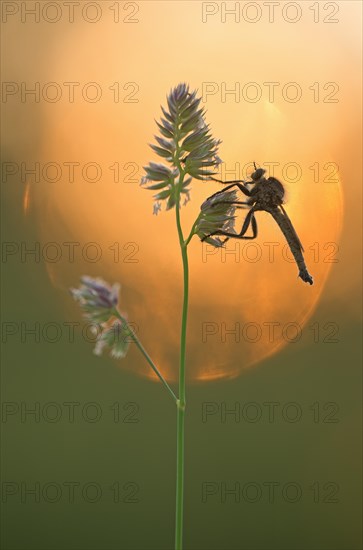Robber fly (Asilidae) sits in the warm backlight on a grassy lawn