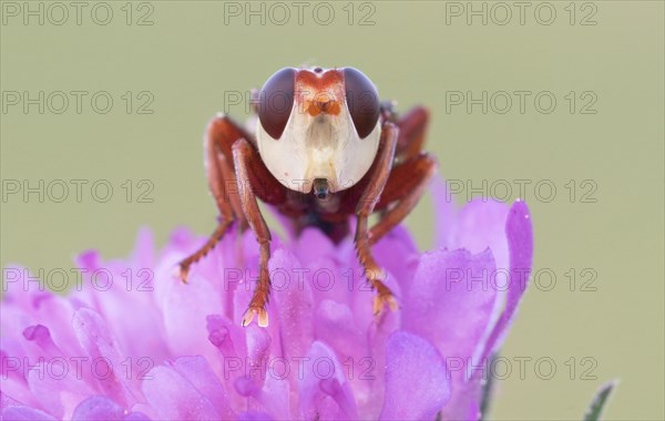 Thick-headed fly (Conopidae) sitting on a flower