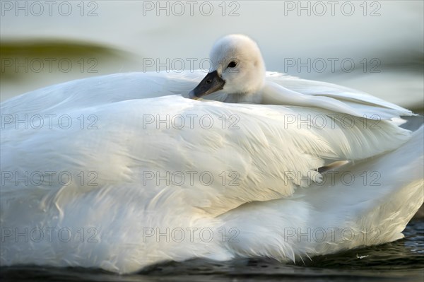 Mute swan (cygnus olor)