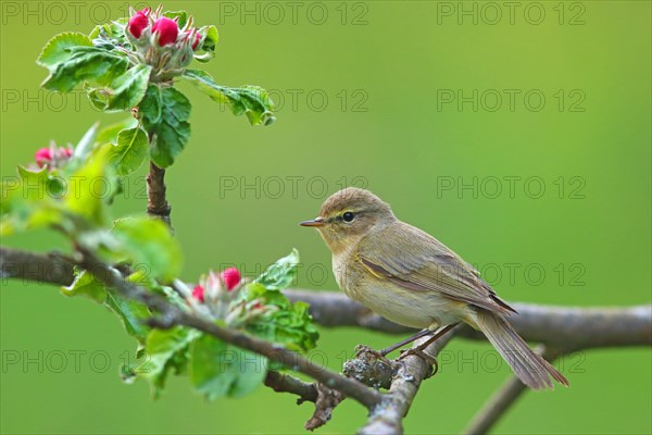 Common chiffchaff or (Phylloscopus collybita) on flowering apple branch