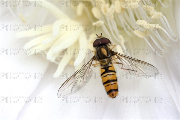 Hoverfly (Syrphidae) sitting on cactus flower (Echinopsis sp.)