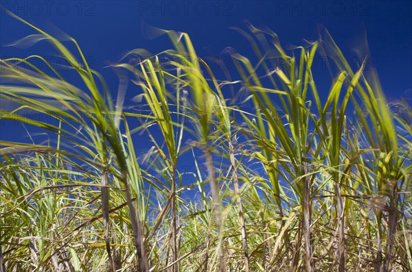 Sugar Cane Plantation