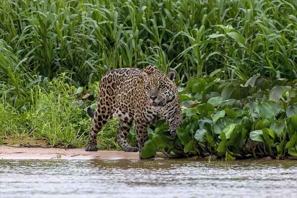 Jaguar (Panthera Onca)