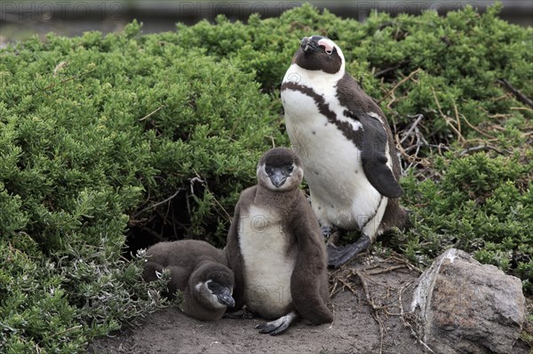 African penguin (Spheniscus demersus)