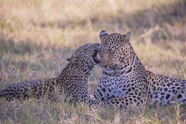 Leopard (Panthera pardus )