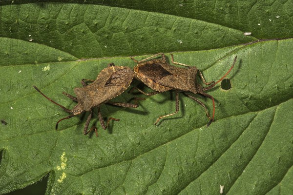 Dock bug (Coreus marginatus) animal pair