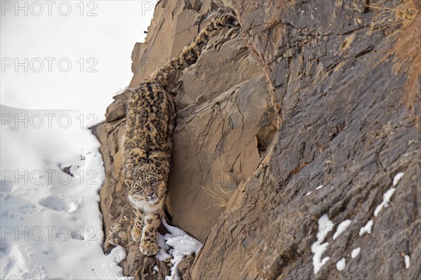 Snow leopard (Panthera uncia) on snowy rock