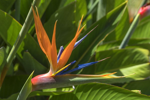 Bird of paradise flower