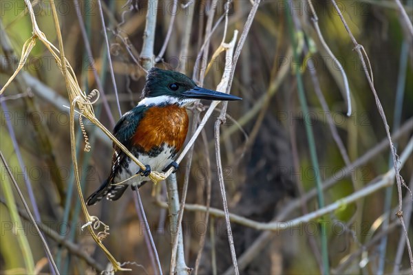 Ringed kingfisher (Megaceryle torquata)