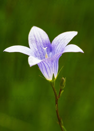 Harebell (Campanula rotundifolia)