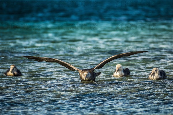 Southern giant petrel (Macronectes giganteus) lands on water