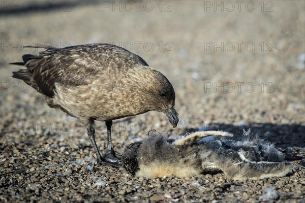 Great skua (Stercorarius skua) eats at the carcass of a Gentoo penguin (Pygoscelis papua)