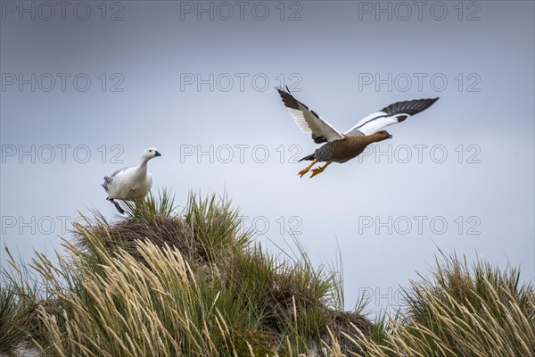 Upland Geese (Chloephaga picta)