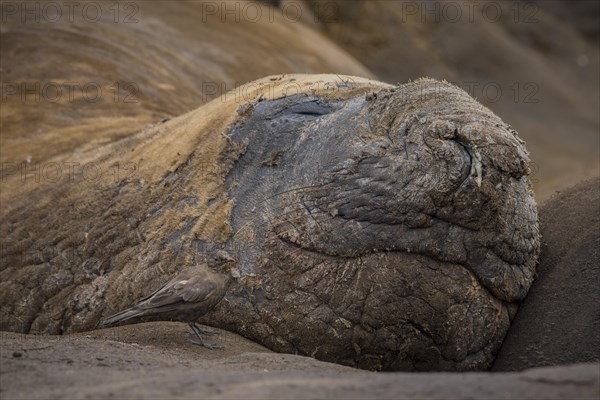 Southern elephant seal (Mirounga leonina) and Blackish Cinclodes