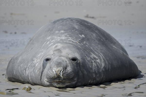 Southern elephant seal (Mirounga leonina)