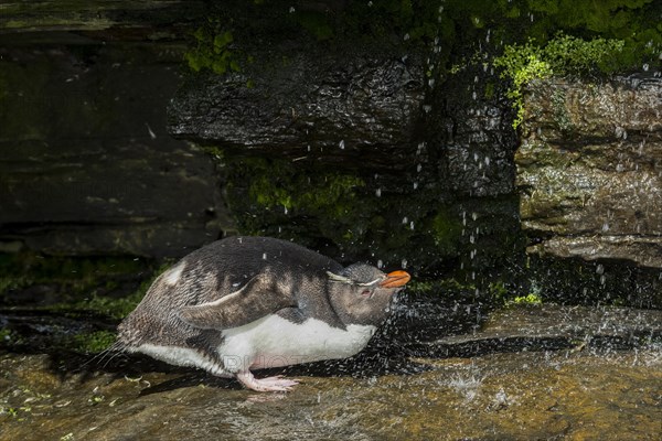 Rockhopper Penguin (Eudyptes chrysocome) cleans its plumage at a fresh water site