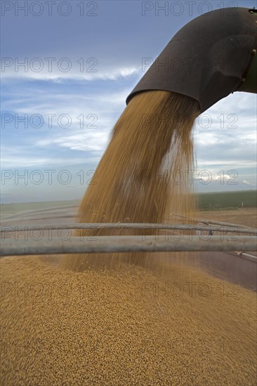 A Combine Unloads Soya Beans into Truck near Luis Eduardo Magalhaes