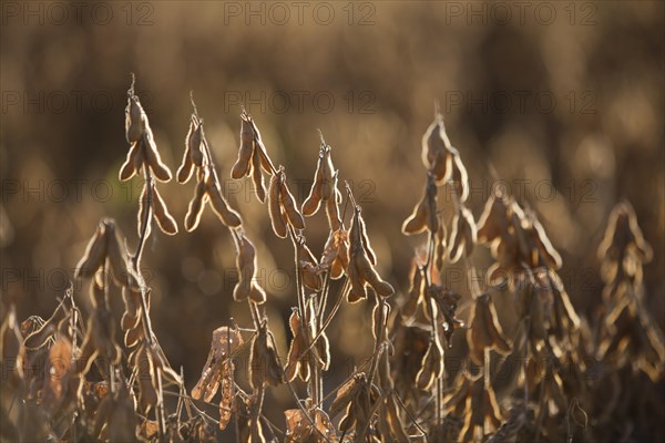 Mature Soybean ready to Harvest near Luis Eduardo Magalhaes