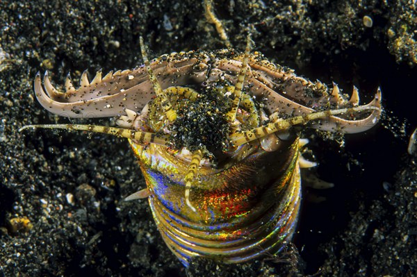 Bobbit worm