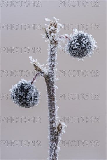 Frozen berry of a grape cherry (Prunus padus L.) in hoarfrost