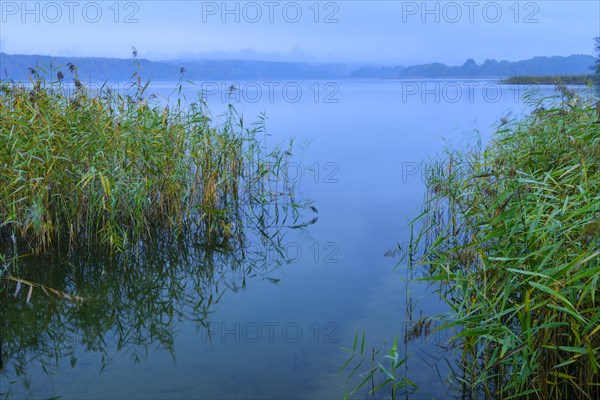 Reed on the shore of the lake Breiter Luzin at the blue hour