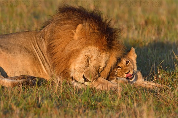 Manes (Panthera leo) and young animal