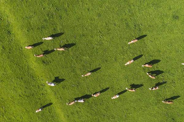 Cows in a meadow from above