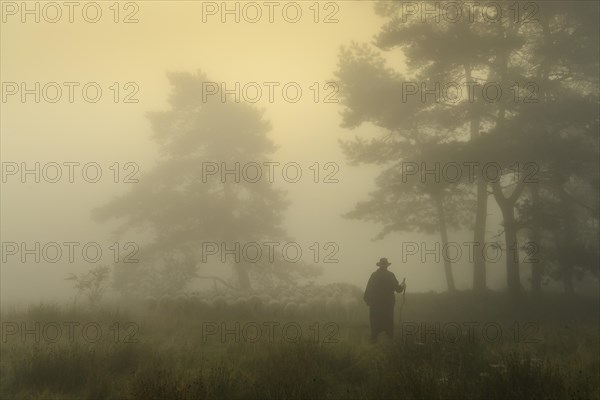 Shepherd with a flock of sheep in the heath at the Thuelsfeld dam at sunrise in the fog