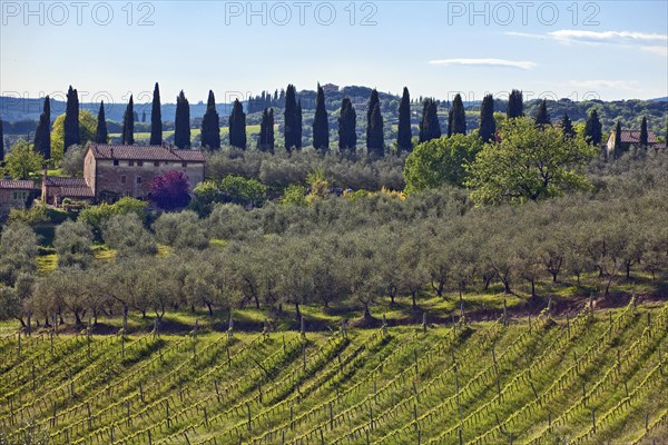 Landscape of Tuscany