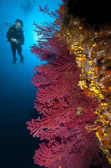 Divers at reef in the Mediterranean Sea