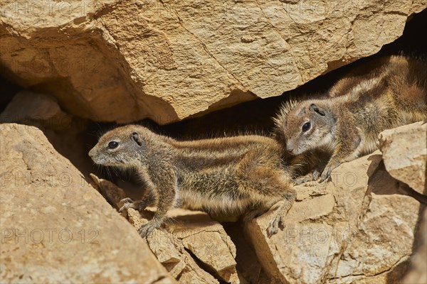 Barbary ground squirrel (Atlantoxerus getulus ) between rocks