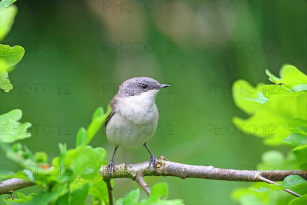 Common whitethroat (Sylvia communis) sitting on an oak branch