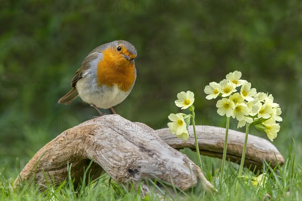 European robin (Erithacus rubecula) sits on a root