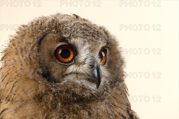 Bengal Eagle Owl