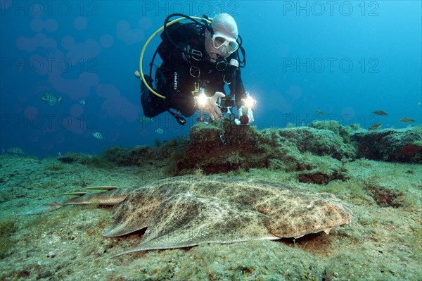 Diver and Atlantic angelshark (Squatina squatina)