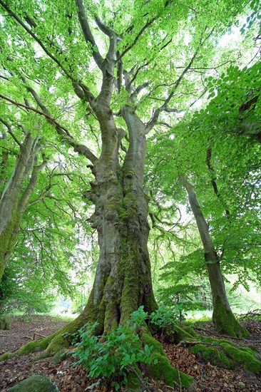 Gnarled old beech (Fagus sylvatica)