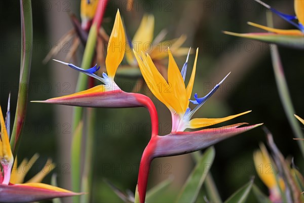 Rushes Bird of Paradise flower