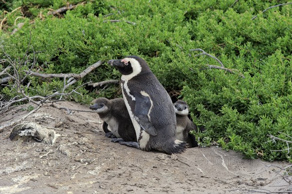 African penguin (Spheniscus demersus)