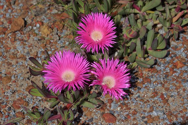 Hottentot-fig (Carpobrotus edulis)