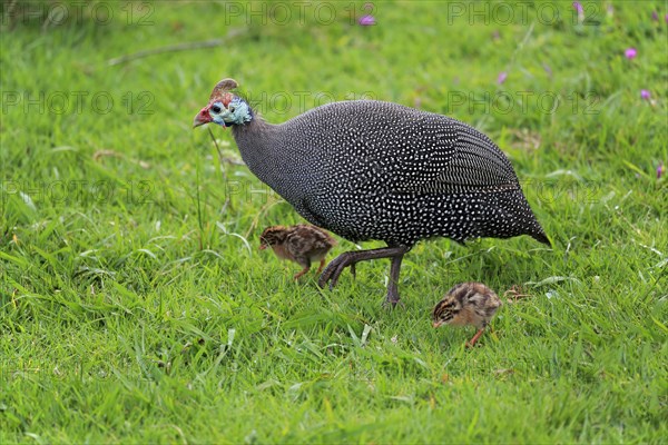 Helmeted guineafowl (Numida meleagris)