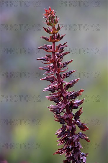 Giant honey flower (Melianthus major )