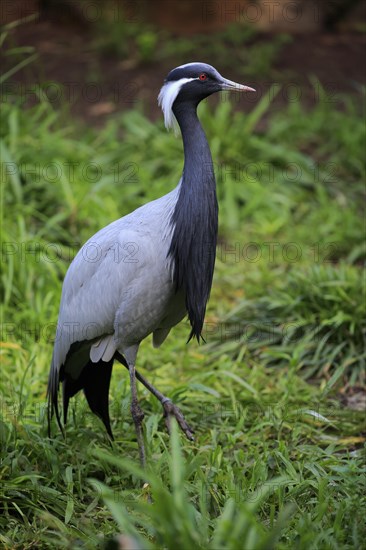 Demoiselle crane (Anthropoides virgo)