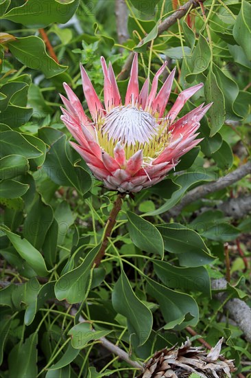 King Protea (Protea cynaroides)