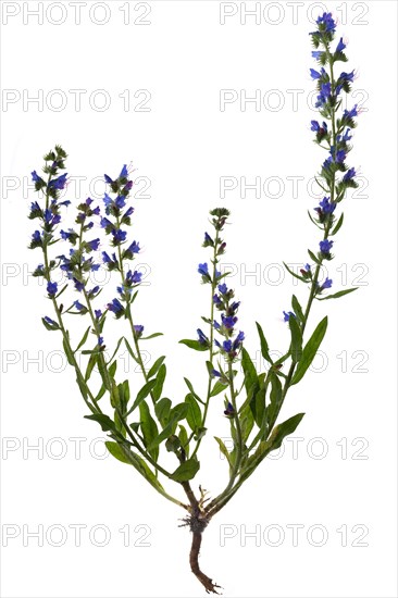 Viper's bugloss (Echium vulgare) on white background