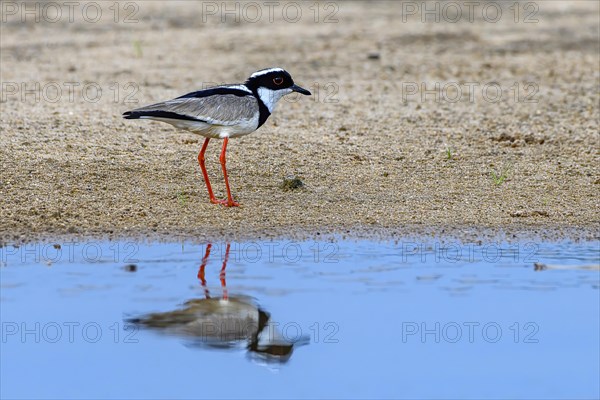 Cayenne plover (Vanellus cayanus)