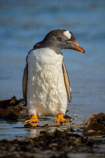 Gentoo penguin (Pygoscelis papua) in moult