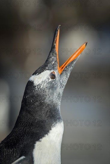 Gentoo penguin (Pygoscelis papua)