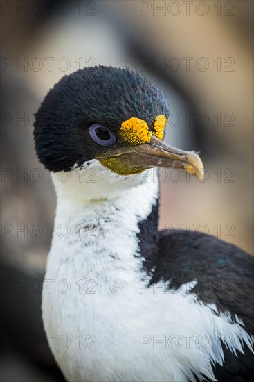 Imperial shag (Phalacrocorax atriceps)