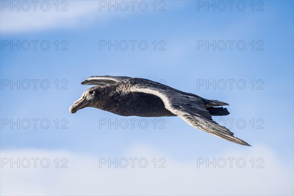 Southern giant petrel (Macronectes giganteus) in flight