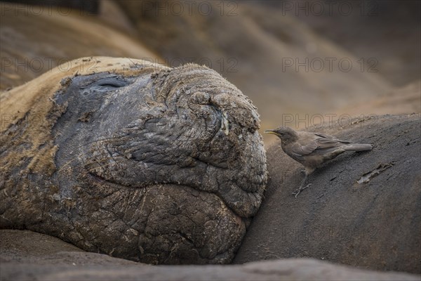 Southern elephant seal (Mirounga leonina) and Blackish Cinclodes